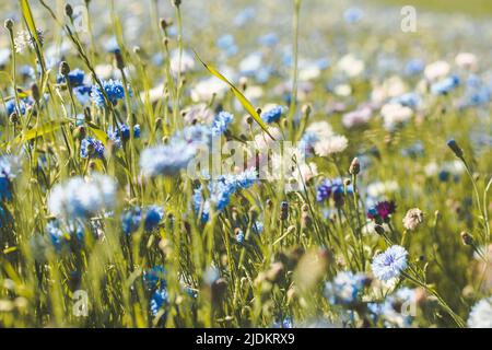 Campo di fiori di mais in fiore blu, viola, rosa, borgogna e bianco Foto Stock