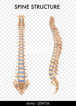 Anatomia colonna vertebrale viste frontali laterali Set realistiche parti scheletriche umane formazione delle immagini sfondo trasparente illustrazione vettoriale Illustrazione Vettoriale