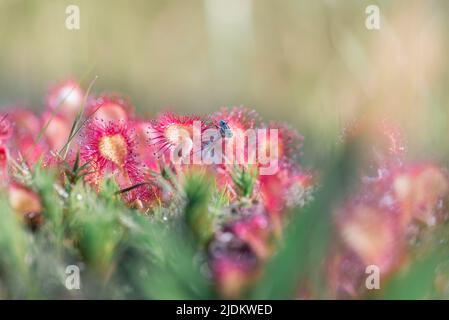 Damsel catturato in carne-mangiando pianta chiamata sundews Foto Stock