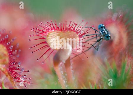 Damsel catturato in carne-mangiando pianta chiamata sundews Foto Stock