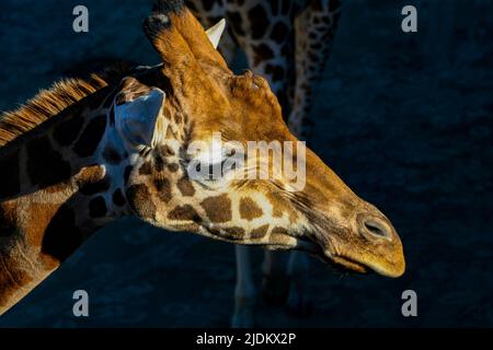 Giraffa guardando proprio all'ombra Foto Stock