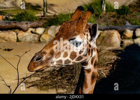 Giraffa guardando a sinistra al sole Foto Stock