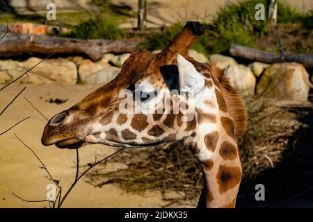 Giraffa guardando a sinistra al sole Foto Stock