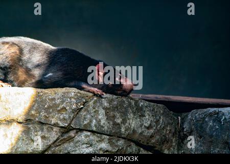 Diavolo della Tasmania che riposa al sole Foto Stock