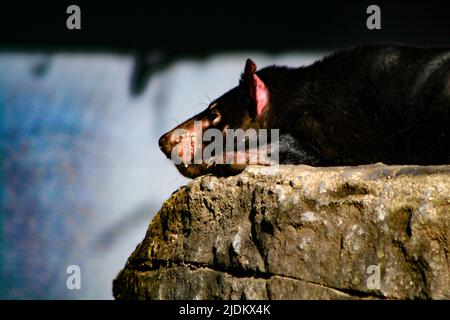 Diavolo della Tasmania che riposa al sole Foto Stock