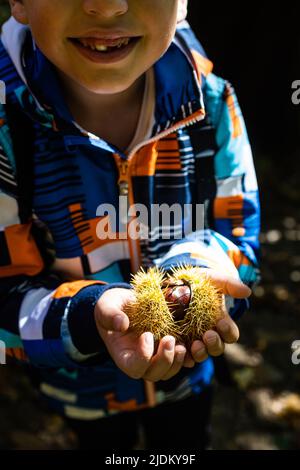 Piccolo capretto che raccoglie le castagne nella foresta in autunno Foto Stock