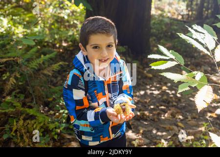 Piccolo capretto che raccoglie le castagne nella foresta in autunno Foto Stock