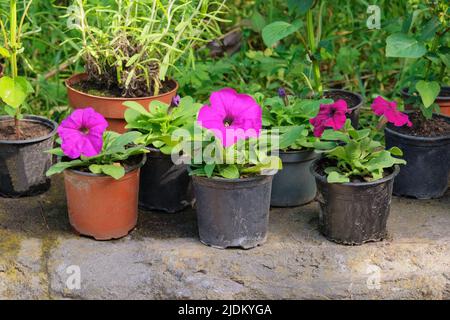 La Petunia decorativa e altre piante sono in vendita. Fiori in fiore nel mercato locale per decorare l'area locale. Negozio di giardino con fiori. Foto Stock