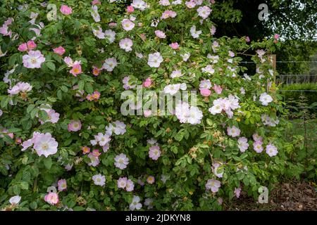 Wayside cane rosa fiorisce a Brougham, Penrith, Cumbria, Regno Unito Foto Stock