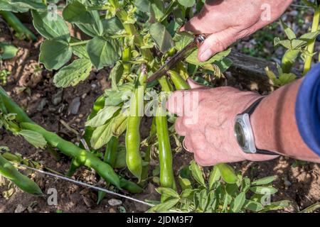 Donna che raccoglie 'Bunyard's Exhibition' fave nel suo orto o allotment. Foto Stock