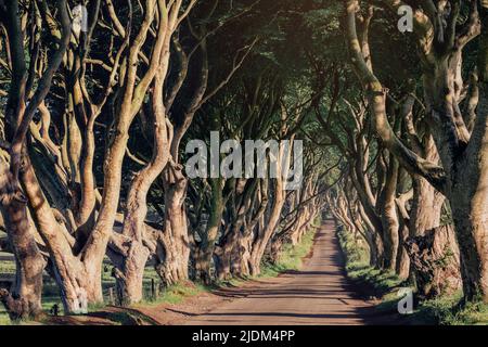 Mattina luce del sole in vicolo di faggio i bordi oscuri, contea di Antrim in Irlanda del Nord, Regno Unito Foto Stock
