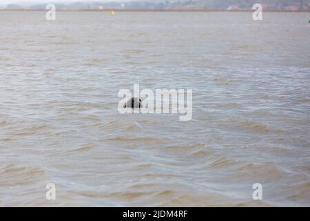 Blakeney Point, North Morfolk, Regno Unito Foto Stock