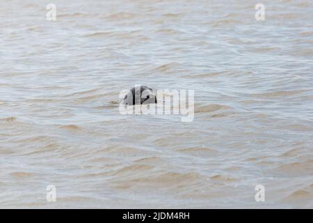 Blakeney Point, North Morfolk, Regno Unito Foto Stock