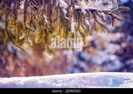 Ramo di abete con cono nella foresta innevata e nevicate Foto Stock