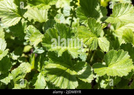 Primo piano delle foglie verdi della pianta Geum 'Principe d'Orange' Foto Stock