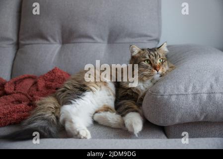 Gatto siberiano tutto attento guardando attraverso la finestra. Giornata pigra a casa con un animale domestico. Immagine di sfondo. Foto Stock