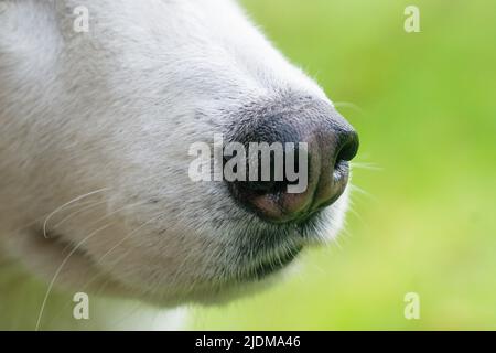 Dettaglio di un naso su un Husky siberiano Foto Stock