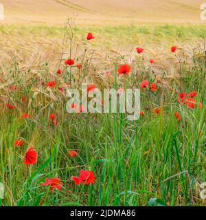 Papaveri rossi sul bordo di un campo di grano giallo Foto Stock