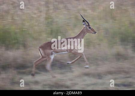 Maschio Impala in corsa scattata con una lenta velocità dell'otturatore a Moremi Botswana Foto Stock
