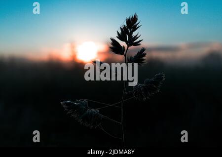 Immagine ravvicinata della silhouette in erba selvaggia. Ramo di erba selvaggia con goccia di rugiada su di esso e alba sullo sfondo. Crepuscolo sfondo natura. Messa a fuoco selettiva. Foto Stock