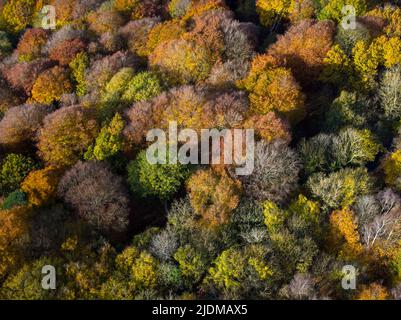 Vista aerea delle cime degli alberi in varie fasi di colore anche in autunno Foto Stock