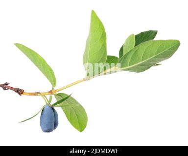 Torce in nido d'ape con foglie verdi isolate su sfondo bianco. Bacche mature di miele. Tracciato di ritaglio Foto Stock