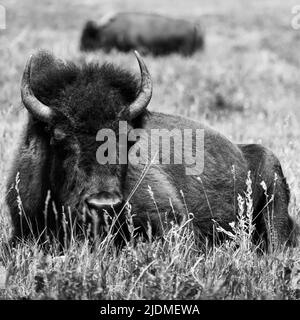 Bufalo che posa nelle praterie del South Dakota Foto Stock