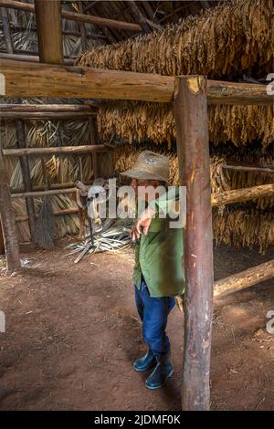 Un contadino di tabacco che fuma sigari nel suo granaio che asciuga tabacco con tabacco che asciuga e una sella sullo sfondo Foto Stock