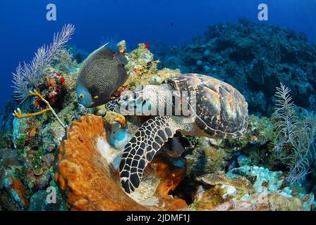 Hawksbill Turtle (Eretmochelys imbricata) e un Angelfish francese (Pomacanthus paru) in una colorata barriera corallina caraibica, Isole Cayman, Caraibi Foto Stock