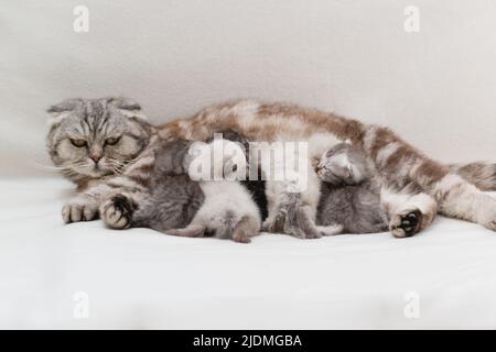 Il gatto folto scozzese nutre molti gattini non abbinati. Messa a fuoco selettiva Foto Stock