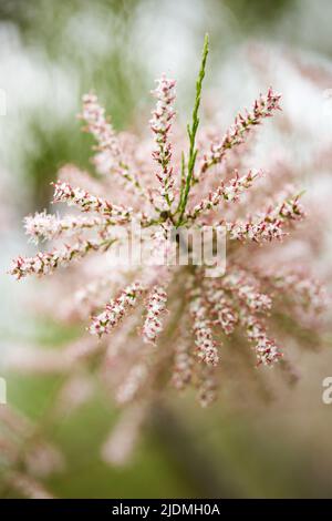Piccolo-fiorito Tamarix parviflora una pianta ornamentale Close-up. Foto Stock