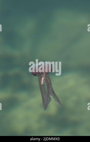 Uno stinger Mauve Purple Jellyfish nuotare nelle acque poco profonde di un porto turistico mediterraneo, Gozo Foto Stock