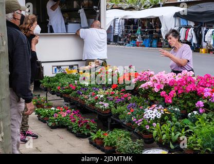 Spagna, Astorga, Castilla y Leon. Martedì mercato, fornitore di fiori. Foto Stock