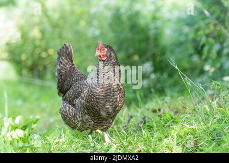 maran gallina libera ranging Foto Stock