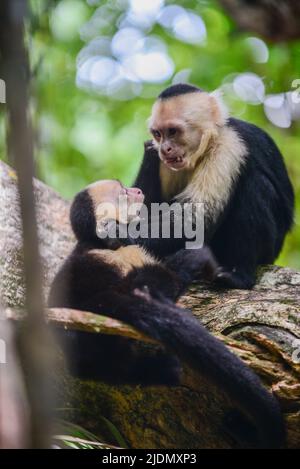 Coppia di cappuccini panamaniani a faccia bianca interagiscono sull'albero nel Parco Nazionale Manuel Antonio, Costa Rica Foto Stock