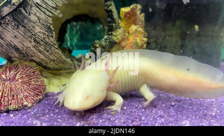 Ritratto subacqueo Axolotl in acquario. Ambystoma mexicanum. Pesce da passeggio messicano Foto Stock
