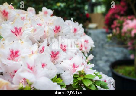 Bellissimo rododendro bianco-rosa in fiore in una serra, contro uno sfondo sfocato di altri fiori. Foto Stock