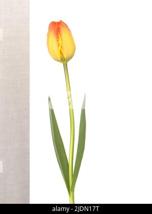 Tulipano rosso e giallo fiore con foglie primo piano e isolato su bianco. Foto Stock