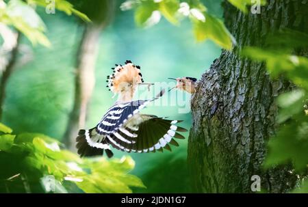 Crested Hoopoe Upupa epops si nutre un pulcino in un nido naturale, la foto migliore. Foto Stock