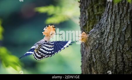 Crested Hoopoe Upupa epops si nutre un pulcino in un nido naturale, la foto migliore. Foto Stock