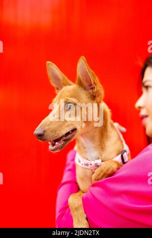 Giovane donna bruna che tiene un cane marrone giovane sulle sue braccia su uno sfondo rosso Foto Stock