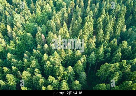 Vista aerea della pineta verde con abeti scuri. Paesaggio boschivo del nord dall'alto Foto Stock