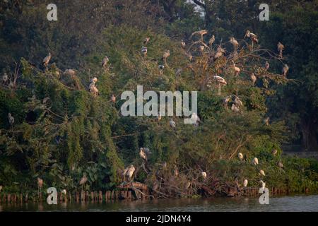 Una serata al lago Rabindra Sarobar, Kolkata, India Foto Stock