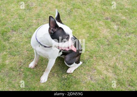 Giovane Boston Terrier cane seduto su erba con la testa girata. La sua lingua è fuori e lei sembra felice. Foto Stock