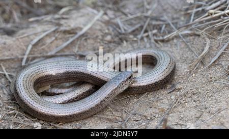 Slow Worm (Anguis fragilis) Adult female Norfolk GB UK May 2022 Foto Stock