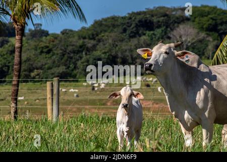 Mandria di bestiame di Nelore che pascola in un pascolo sul ranch brasiliano Foto Stock