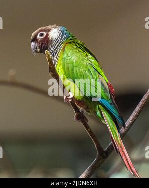 Parakeet grigio-breasted (Pyrrhura griseipectus). È endemico di Ceará nel nord-est del Brasile Foto Stock