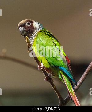 Parakeet grigio-breasted (Pyrrhura griseipectus). È endemico di Ceará nel nord-est del Brasile Foto Stock