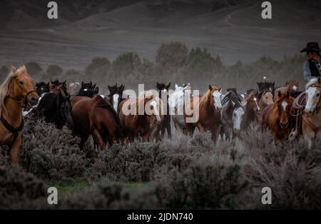 colorato gregge di cavalli ranch che corrono lungo una strada polverosa. Essere guidato ai pascoli estivi. Foto Stock
