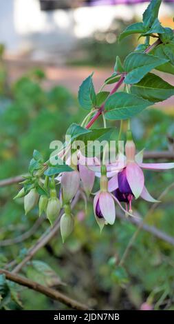 Bei fiori di Fuchsia magellanica anche conosciuto come fuchsia Hardy. Piante fiorite in enagra famiglia onagraceae primrose. Piante ornamentali da giardino. Foto Stock